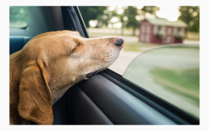 перевозки собаки в машине: как убрать шерсть и грязь в салоне