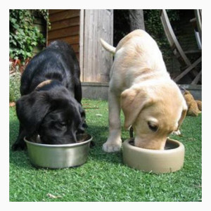 Еда и питье собаки при перевозки в машине
