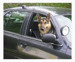 Как успокоить собаку в поездке в машине