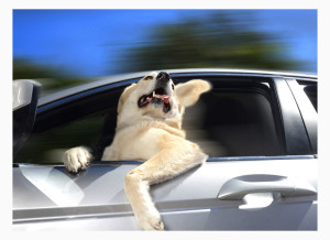перевозки собаки в машине и ее последствия уборка , шерсть и грязь